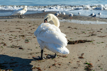 Swans at the sea shore during sunny and cold day. 