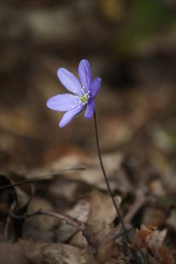 isolated blue flower