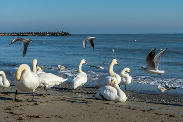 Swans at the sea shore during sunny and cold day. 