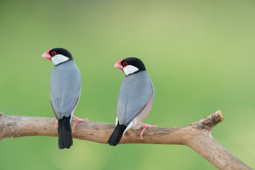 Bird Lovers , Java sparrow or Java finch