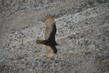 bird of prey