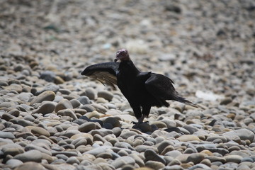 condor standing