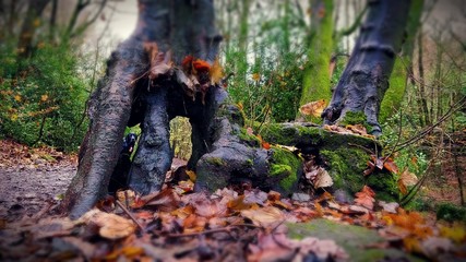 Labrador playing Hide and Seek