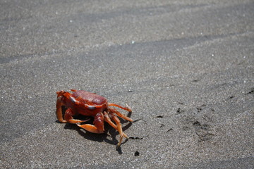 crab on the beach