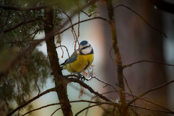blue tit on a branch