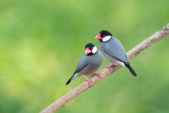 Bird Lovers , Java sparrow or Java finch
