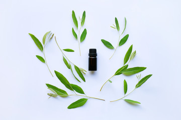 Eucalyptus oil bottle with  leaves on white background.