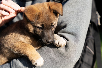 A man is holding puppy in his arms.