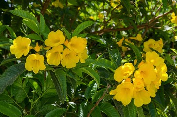 A tree full of yellow flowers.