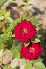 Obraz na płótnie Canvas Detail of a red rose flower.