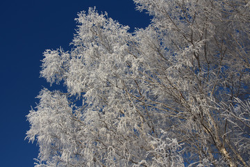 snow covered trees Russian Siberian winter frosty