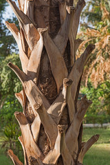 Close-up detail of large tropical palm tree trunk in formal garden