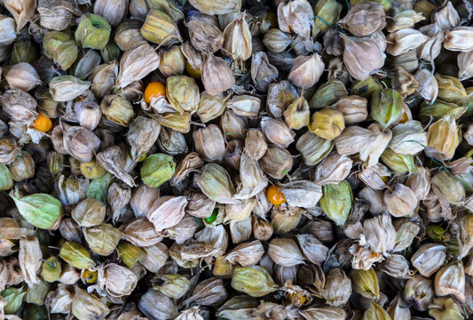 The pile in market of matured phisalis did not peel of husk