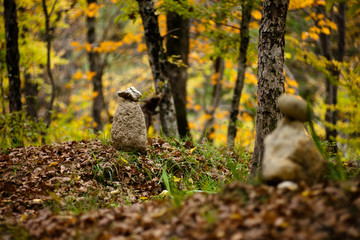 magic stones in the forest