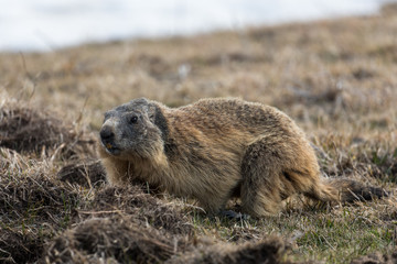 portrait de marmotte, Vercors, Alpes françaises