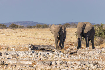 Two elephants ( Loxodonta Africana) walking, Etosha National Park, Namibia.