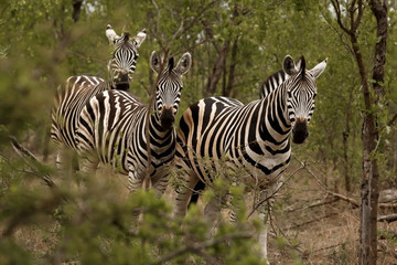 Fototapeta na wymiar Zebra in Africa