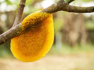 Honeycomb in garden with soft blurred background