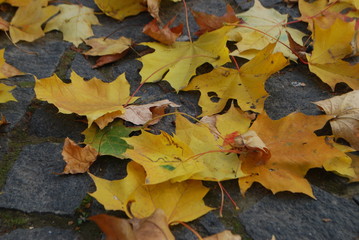 autumn