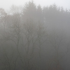 Obraz premium Trees in thick mist