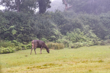 Hirsche im Hortons Plains Nationalpark auf Sri Lanka