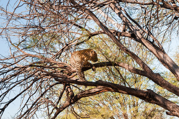 Leopard ,Panthera pardus / Single Leopard, Panthera pardus, lies on a tree, Africa.