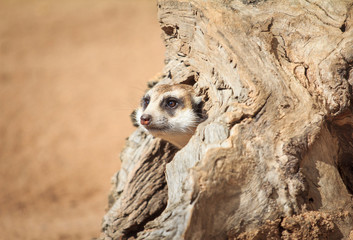 Meerkat animal suricate head peeking out of wood
