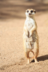 Meerkat suricate portrait outdoor animal in the wild