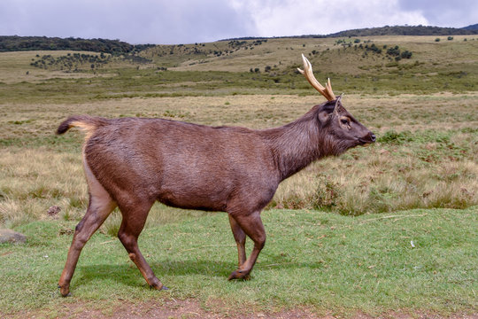 Hirsche im Hortons Plains Nationalpark auf Sri Lanka