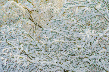Bare branches without foliage in winter under a thick layer of snow. Winter weather empty blank background