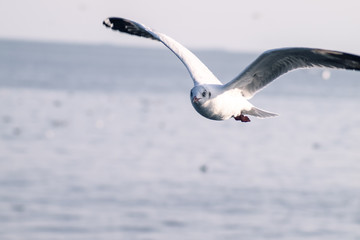Seagull Flight, Sea Bird Flying Through Blue Sky Blue sea white bright tone nature can retreat your day from everyday life living travel seascape blur blue tone background