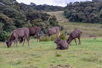 Hirsche im Hortons Plains Nationalpark auf Sri Lanka