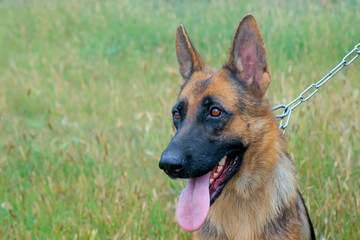 Pet dog head features