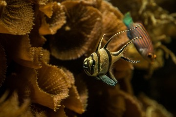 Banggai cardinalfish only found around Sulawesi, Indonesia, beautiful planted tropical aquarium with fish, Salt water marine fish