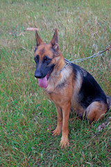 pet dog on the grass