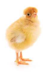 Small yellow chicken