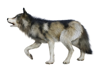 3D Rendering Gray Wolf on White