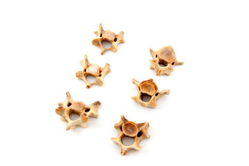 Bones in a white background