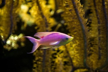 Obraz premium Purple Queen Anthias, Pseudanthias tuka, coral reef fish, Salt water marine fish, beautiful pink and yellow fish with tropical corals in background, aquarium, wallpaper
