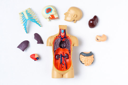 Plastic man dummy with internal organs on a white background. Teaching model of the human body