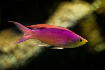 Purple Queen Anthias, Pseudanthias tuka, coral reef fish, Salt water marine fish, beautiful pink and yellow fish with tropical corals in background, aquarium, wallpaper