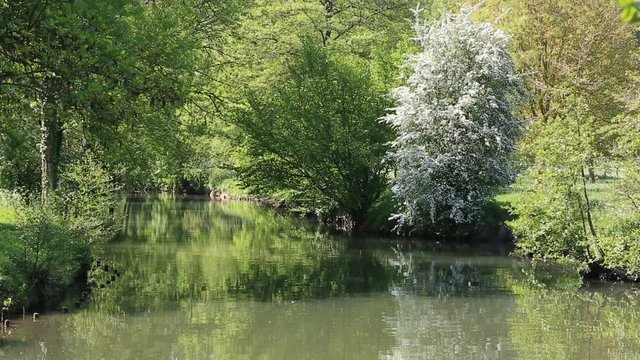Beautiful green vegetation in a spring on the River Eure in Central France.