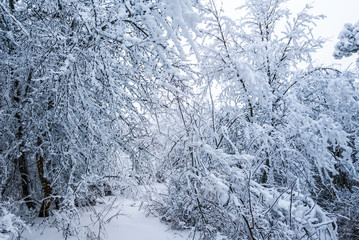 small glade in a winter snowbound forest