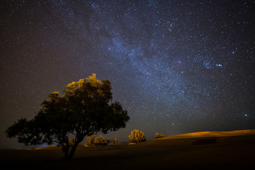 Single tree in Desert Sahara with milky way in background, sky full of stars. Morocco - obrazy, fototapety, plakaty