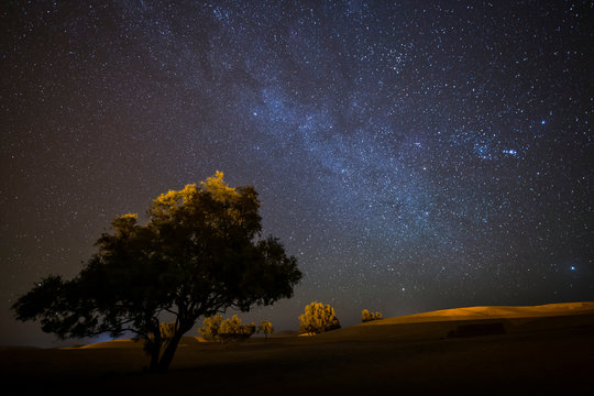 Single tree in Desert Sahara with milky way in background, sky full of stars. Morocco