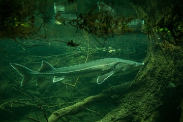 Sturgeon (Ancipenser sturio), fresh water fish, beautiful fish with tree trunk and roots in background, aquarium, wallpaper