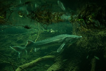 Sturgeon (Ancipenser sturio), fresh water fish, beautiful fish with tree trunk and roots in background, aquarium, wallpaper