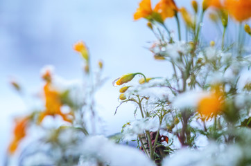 Calendula flowers under snow. The concept of early winter. Climate change concept