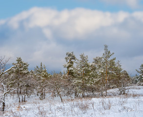 beautiful pine tree forest in a snow