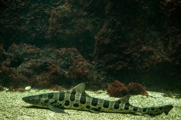 Leopard shark (Triakis semifasciata), coral reef fish, Salt water marine fish, beautiful mid-size shark with tropical corals in background, aquarium, wallpaper
